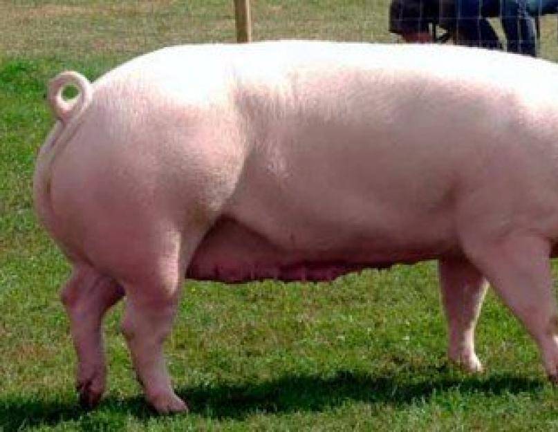 Свиньи ландрас: характеристика породы, содержание и разведение
