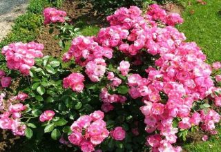 Роза чиппендейл (chippendale) — характеристики сортового кустарника