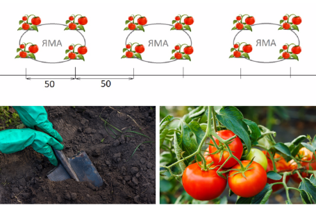 Схема высадки рассады помидоров в грунт: расстояние между кустами и рядами