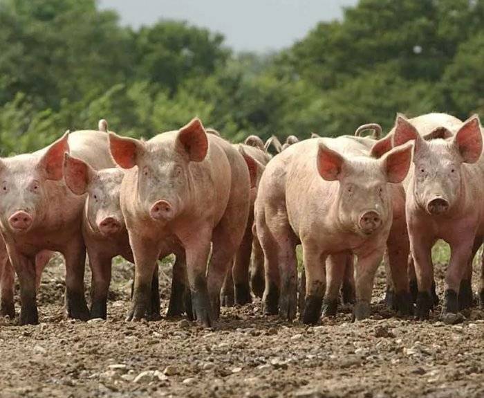 Как правильно откармливать свиней на мясо?