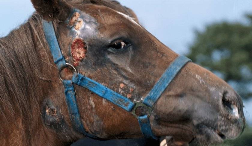 Случная болезнь лошадей