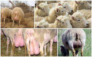 Кастрация сельскохозяйственных животных