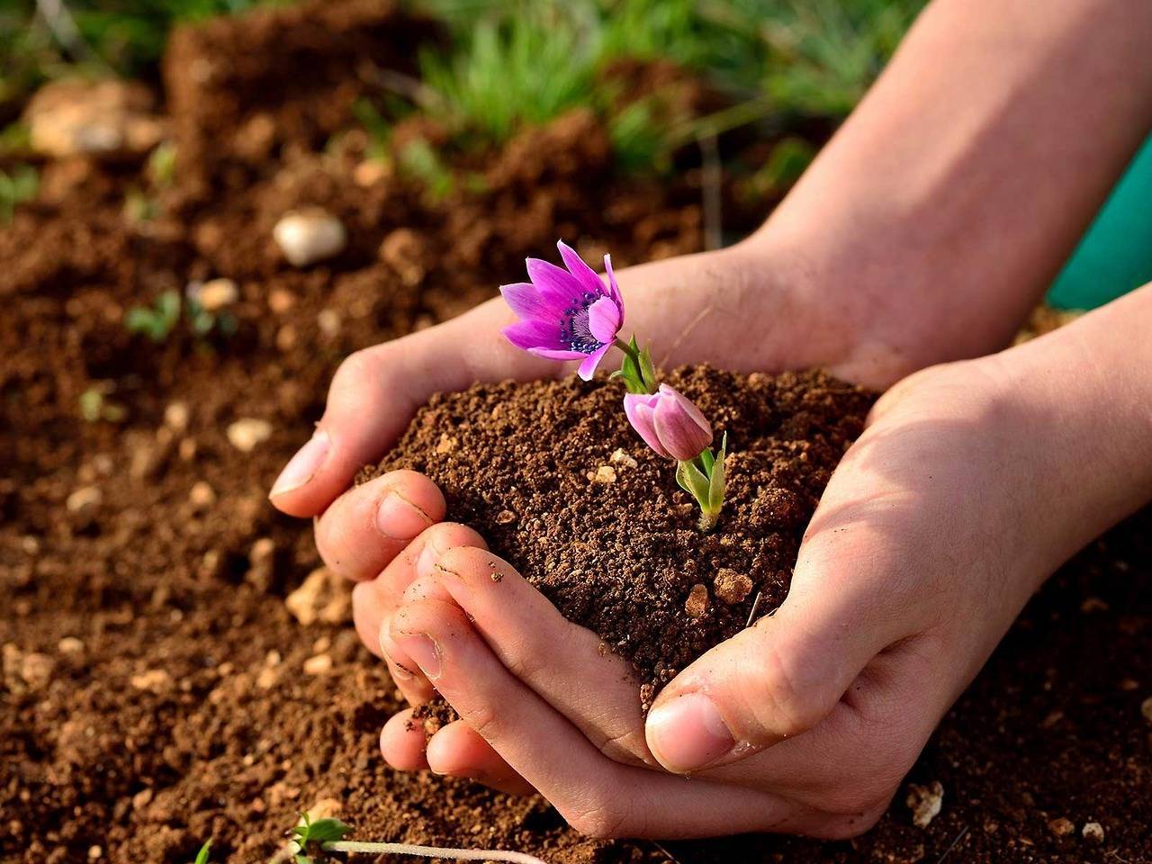 Органическое удобрение чудо плодородие: описание, особенности и правила применения