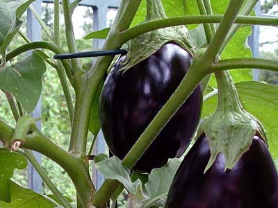 Баклажан щелкунчик f1: описание и рекомендации по выращиванию