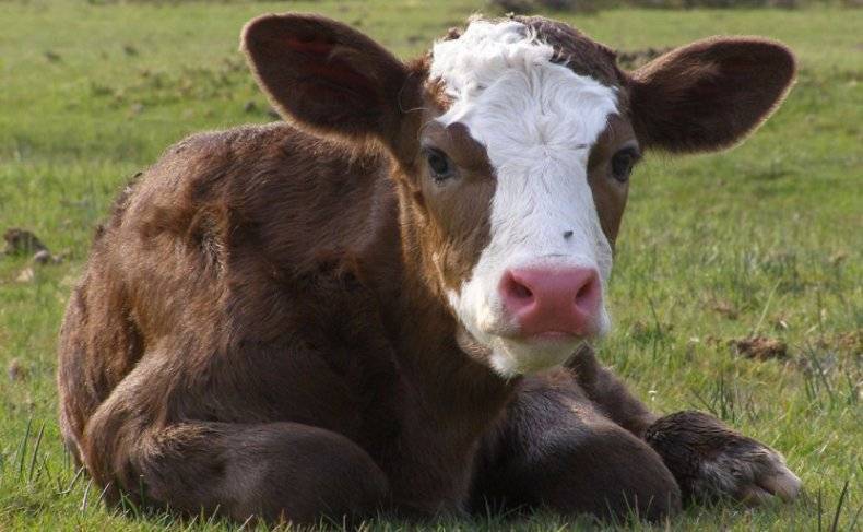 Причины поноса у коровы и эффективные способы его лечения