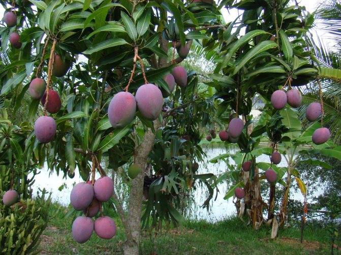 Виды и сорта манго — потрясающего фрукта с удивительно насыщенным вкусом
