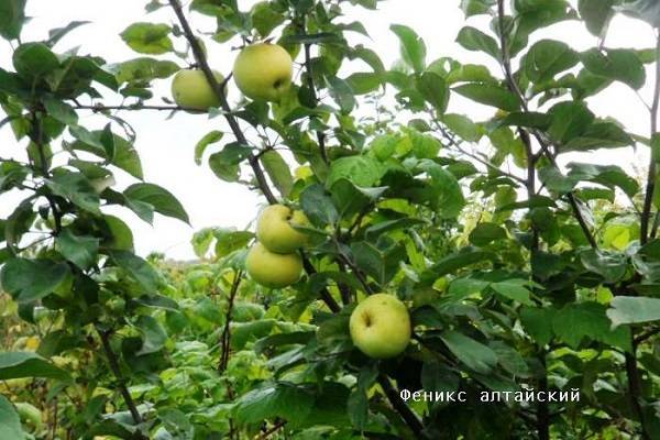 Описание сорта яблони феникс алтайский, преимущества и недостатки, урожайность