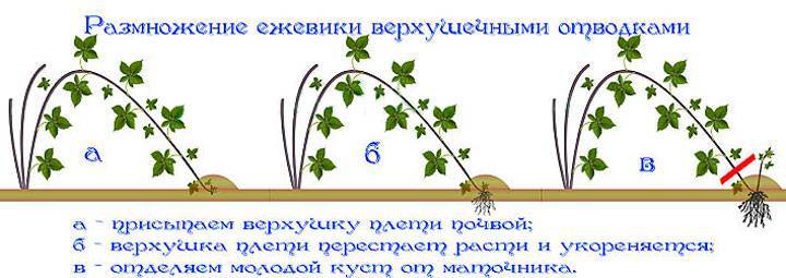 Ежевика: посадка и уход в открытом грунте. лучшие сорта для выращивания в регионах россии