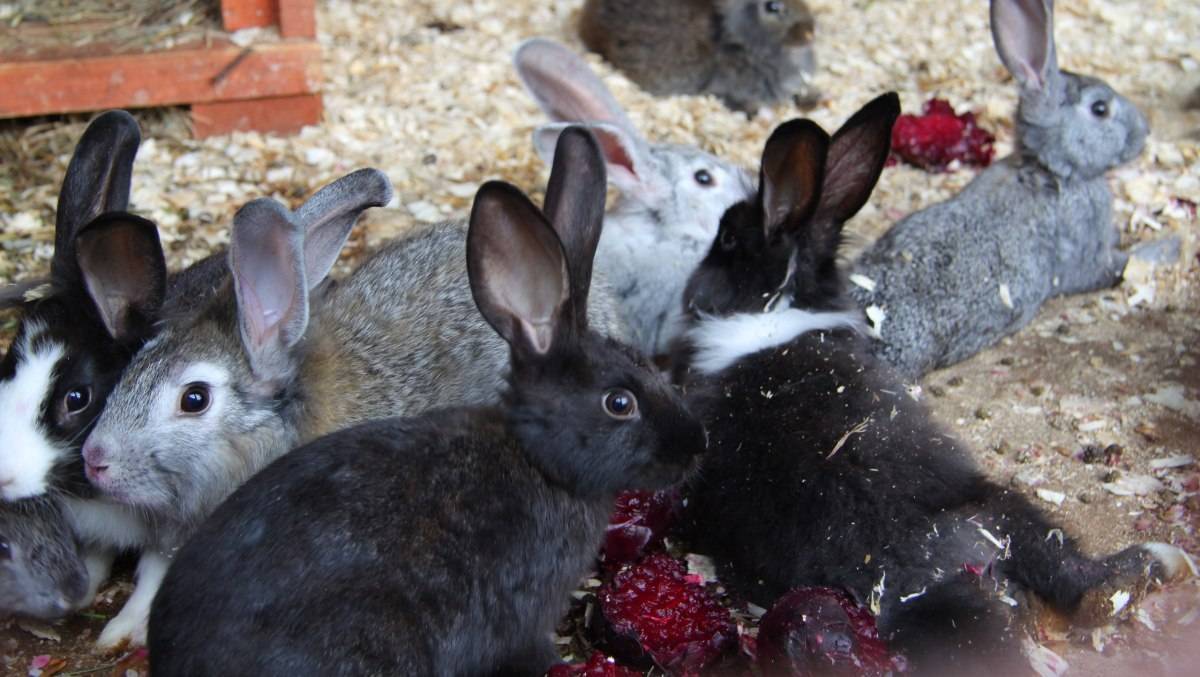 Сырой картофель для кроликов - можно ли давать и в каком количестве