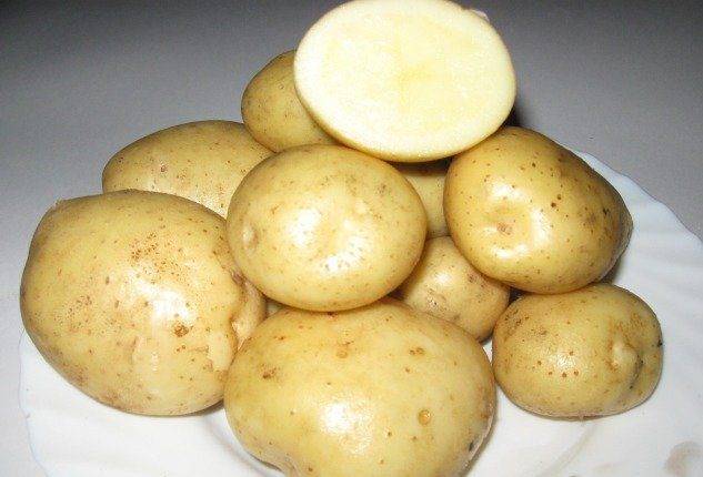 Сорт картофеля гулливер: характеристика, агротехника выращивания