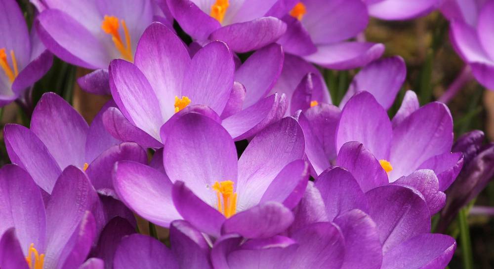 Крокус (шафран): как правильно ухаживать за цветком в домашних условиях