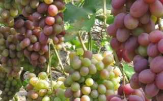 Описание сорта винограда «саперави»