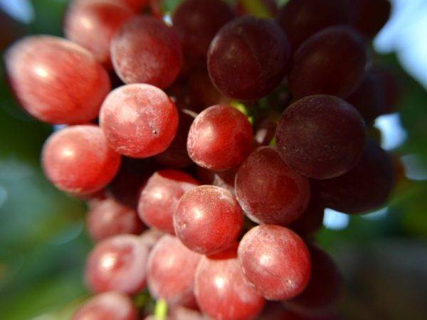 Всё о винограде сорта таежный