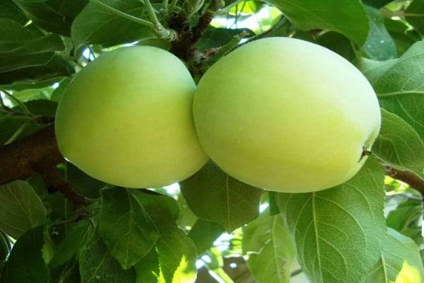 Яблоня юнга — полукультурный сорт для холодных регионов