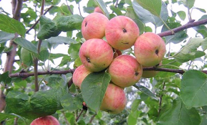 Гордость уральского сада — яблони анис свердловский
