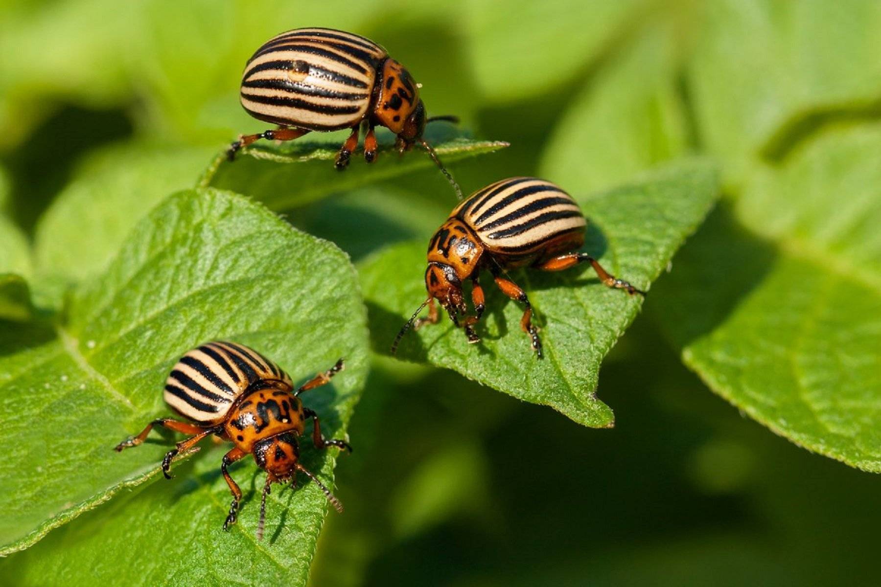 Инсектицид сонет от колорадского жука: инструкция, аналоги, отзывы