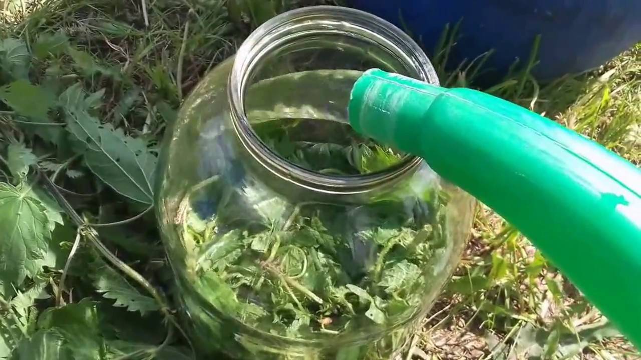 Как использовать крапиву в качестве удобрения и какие растения можно подкармливать