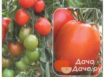 Лучшие сорта томатов для закрытого грунта для урала в теплице