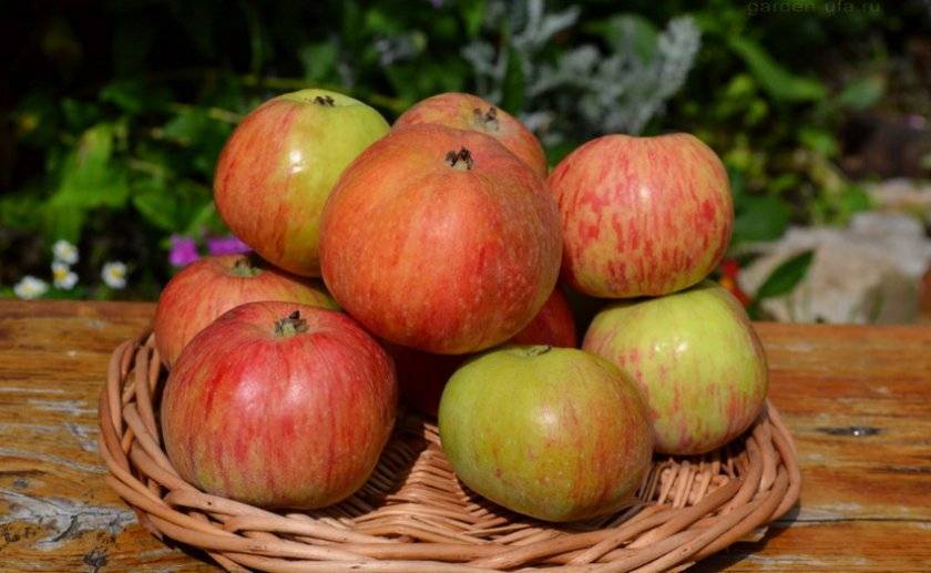 Описание и характеристики сорта яблонь коробовка, посадка, выращивание и уход