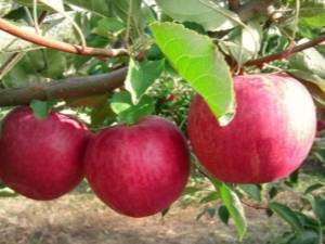 Описание яблони сорта «заветное»: фото, отзывы