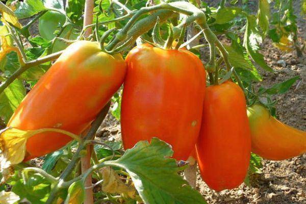 Французский гибрид томат корнабель: характеристика и описание сорта