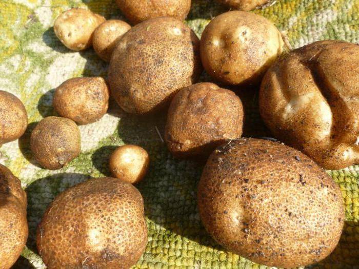 Картофель киви: описание и характеристика, фото и отзывы