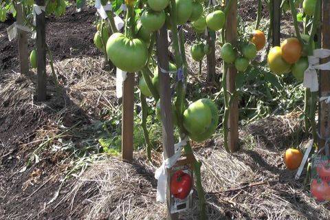 Описание сорта томата ГС-12 f1, его характеристика и урожайность