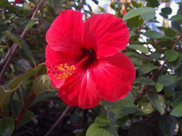Цветы гибискус (китайская роза) – hibiscus: выращивание, описание и фото