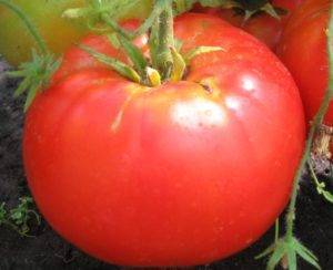 Гибрид помидора «ажур f1»: фото, видео, отзывы, описание, характеристика, урожайность