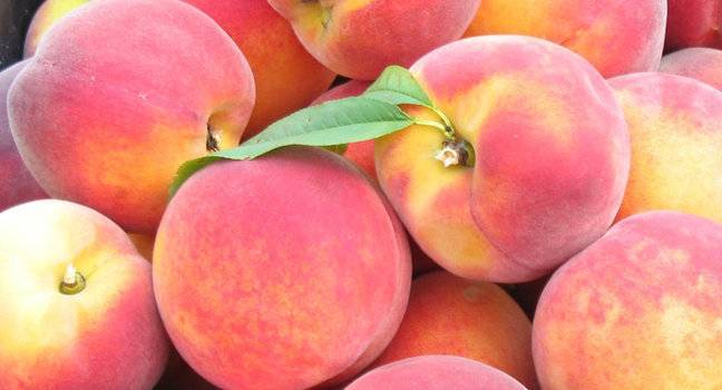 Описание сортов колоновидных персиков, их посадка и уход, правила агротехники