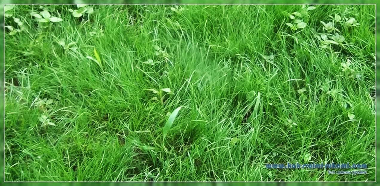 Применение гербицидов для клубники от сорняков
