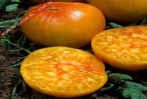 Сладкий и вкусный томат «медовый салют»: описание сорта и секреты выращивания
