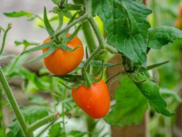 Сорта томатов: орлиный клюв