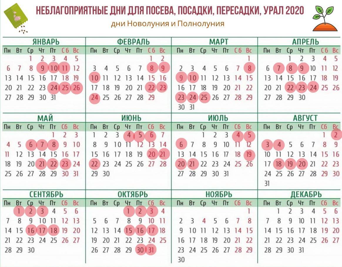 Благоприятные дни мая 2020 для посадки огурцов на рассаду по лунному календарю, правила посева и ухода
