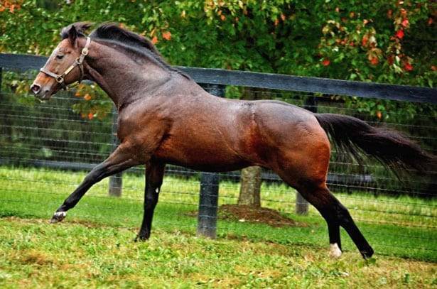 Десятка самых дорогих лошадей в мире