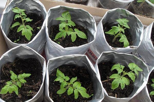 Выращивание рассады, подкормка и пересадка томатов в домашних условия