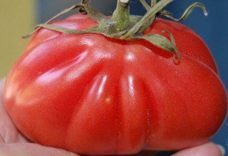 Черри элизабет f1: раннеспелый гибрид с большим потенциалом. описание томата и советы по выращиванию