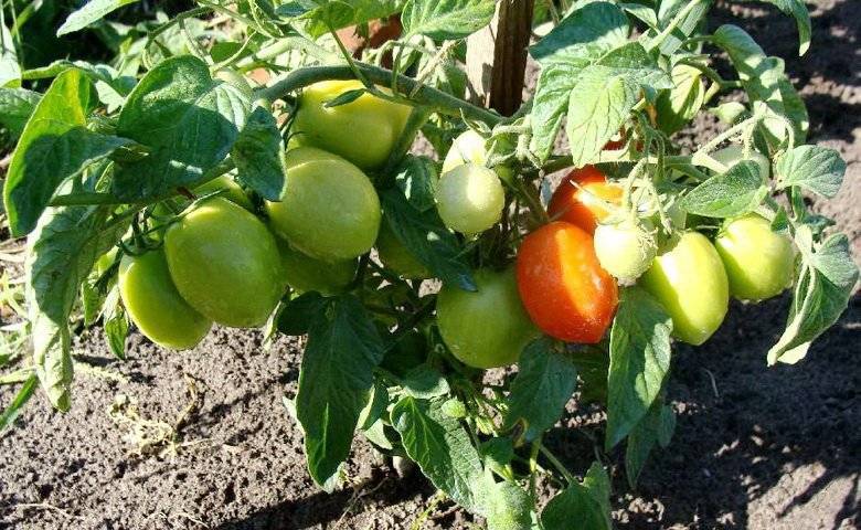 Описание и характеристики сорта томата Валентина, его урожайность