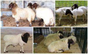Характеристика овец породы меринос и кто их вывел, чем известны и разведение