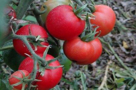 Томат супермодель: характеристика и описание сорта, урожайность с фото