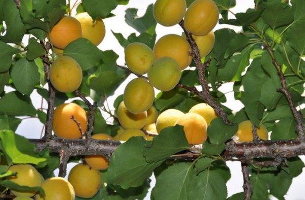 Описание сорта абрикоса ульянихинский, характеристики урожайности и выращивание