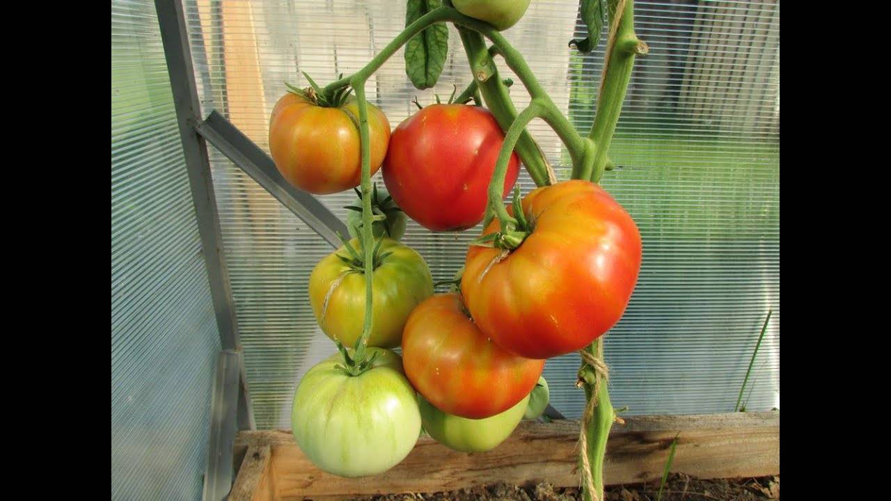 Описание сорта томата Малиновый натиск, особенности выращивания