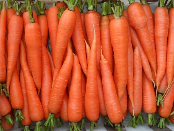 Посадка моркови весной в открытый грунт: как правильно посадить морковь семенами в открытый грунт