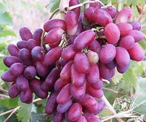 Виноград ранний магарача: описание и характеристики сорта, выращивание и уход