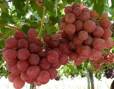 Описание и история селекции винограда сорта Гурман, выращивание и уход