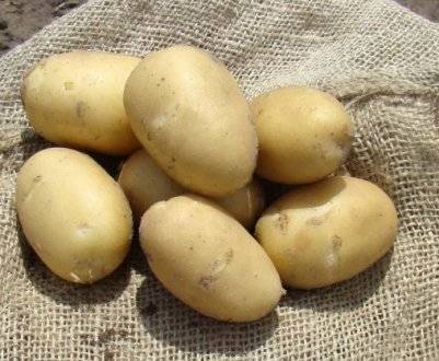 Ранний низкорослый сорт картофеля «джувел» из германии