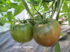 Характеристика и описание сорта томата подсинское чудо (лиана), его урожайность