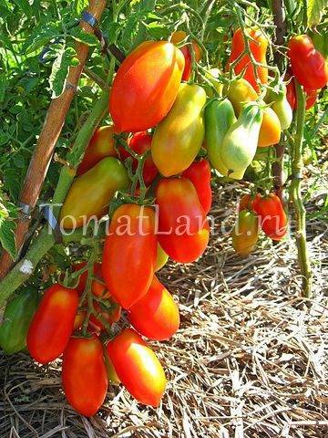 Иностранец родом из сибири — описание и рекомендации по выращиванию томата «французский гроздевой»
