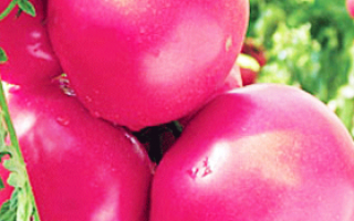 Мажор: описание сорта томата, характеристики помидоров, выращивание