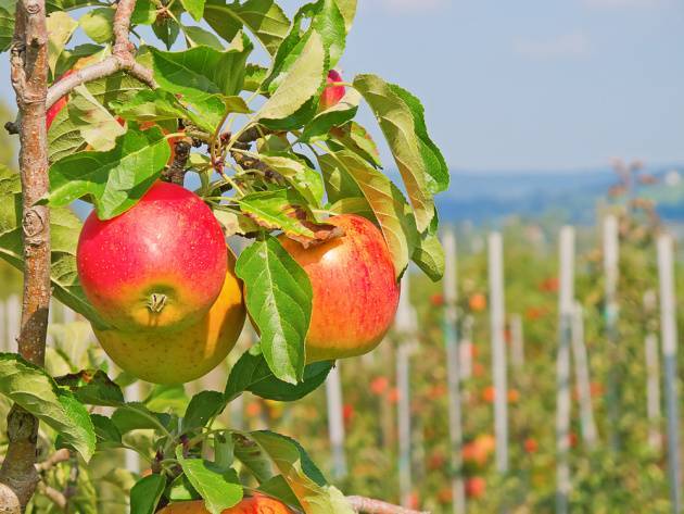 Колоновидная яблоня: особенности посадки саженцев